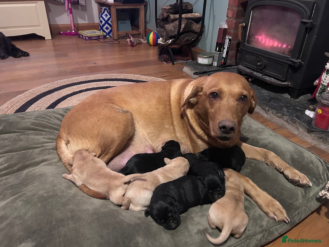 Labrador Retriever dogs for sale: Labrador Puppies - Advert 2