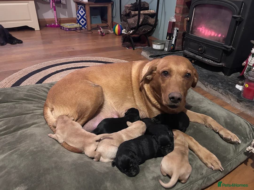 Labrador Retriever dogs for sale: Labrador Puppies - Advert 6