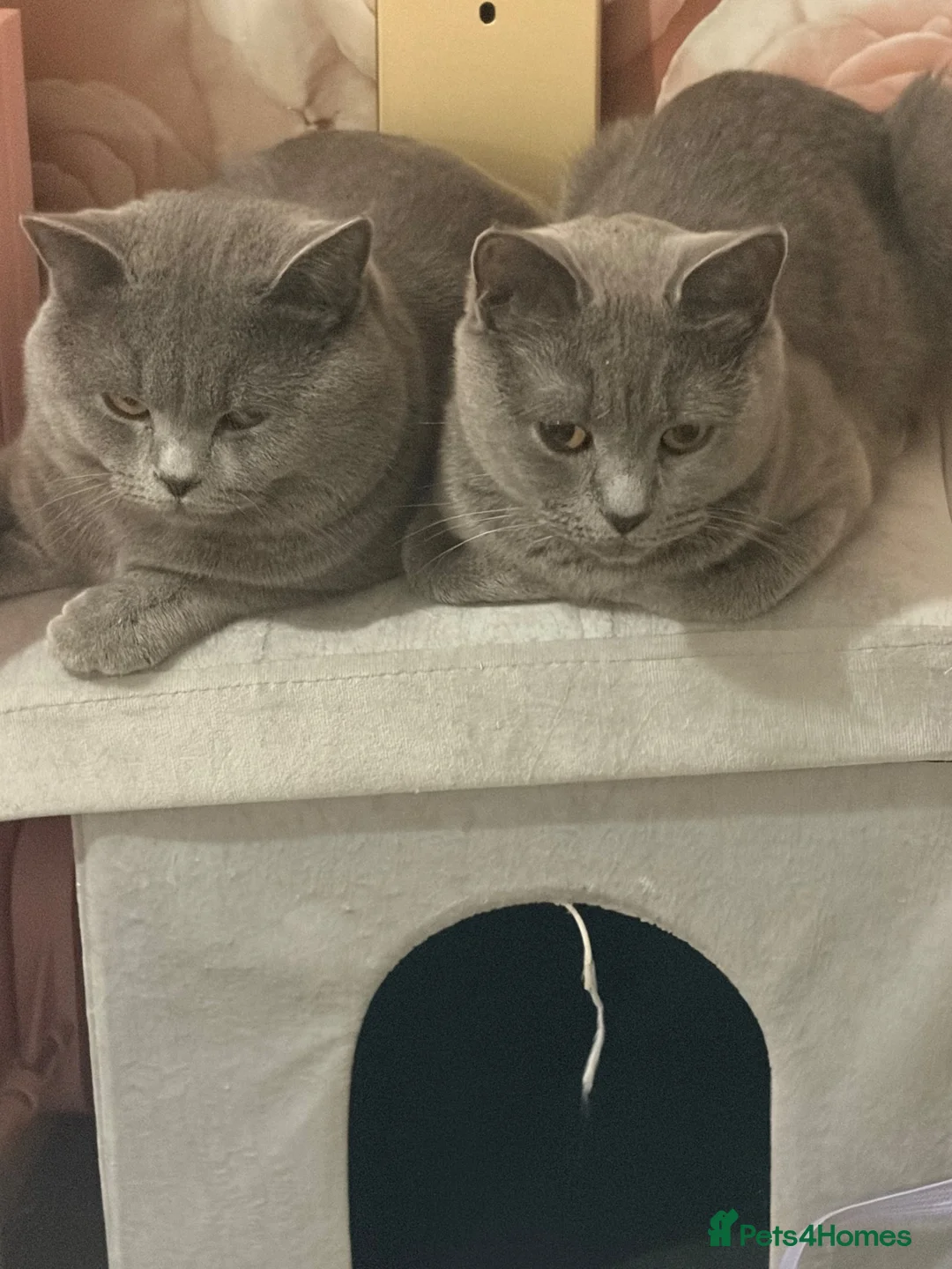 British Shorthair cats for sale:   L  Affectionate British Shorthair kittens - Advert 1