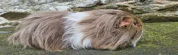 Guinea Pig rodents for sale: Sheltie Male.  - Advert 8