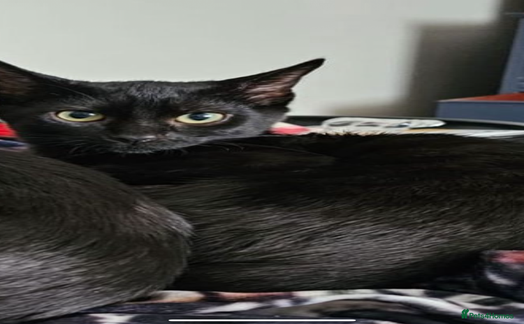 Domestic Shorthair cats - Advert 1