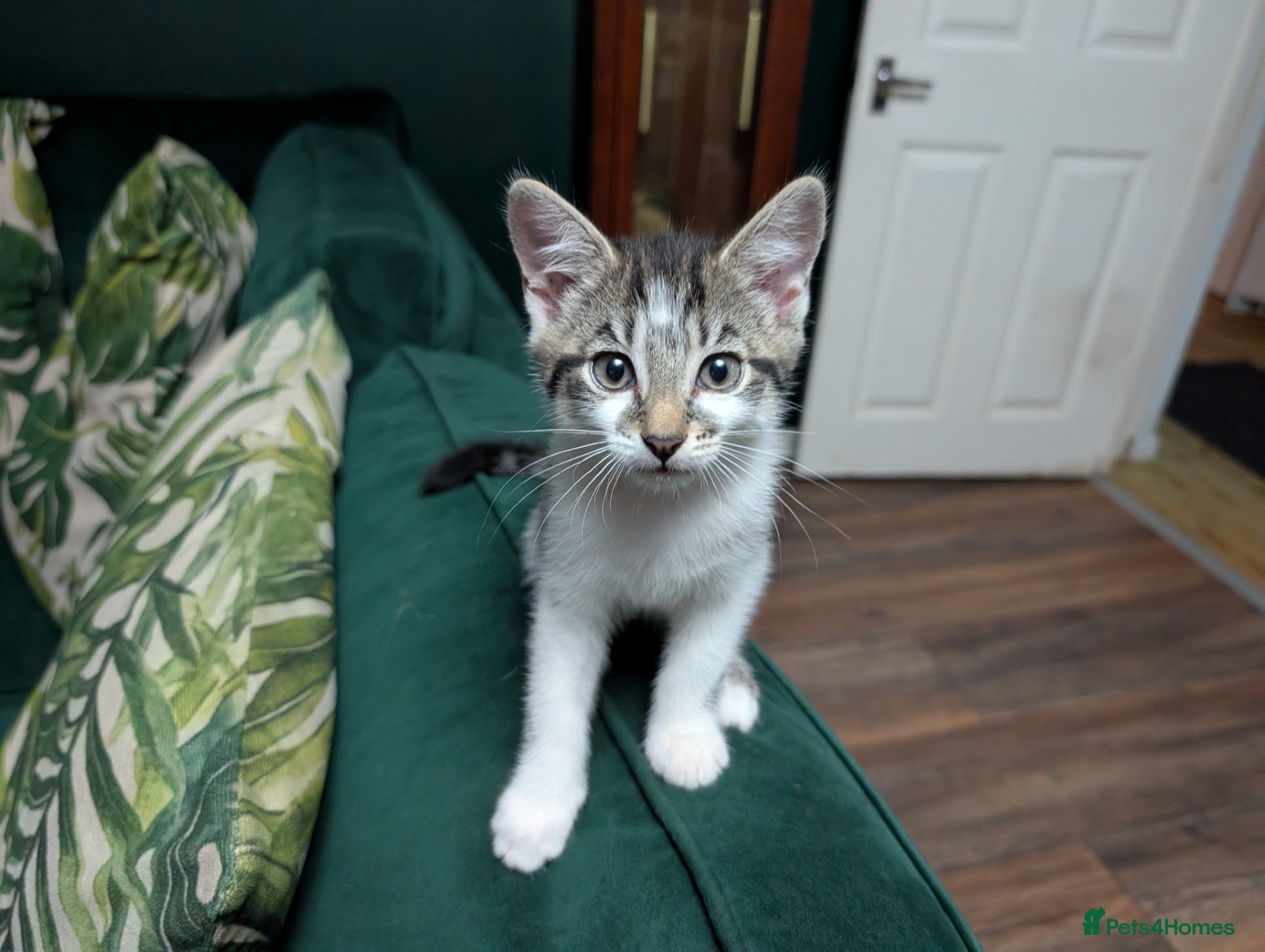 Mixed Breed cats Beautiful kittens ❤️ part BSH - Advert 2