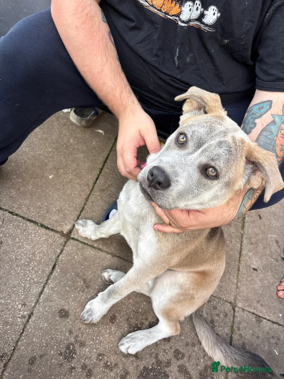 Mixed Breed dogs for sale: Luna  - Advert 2