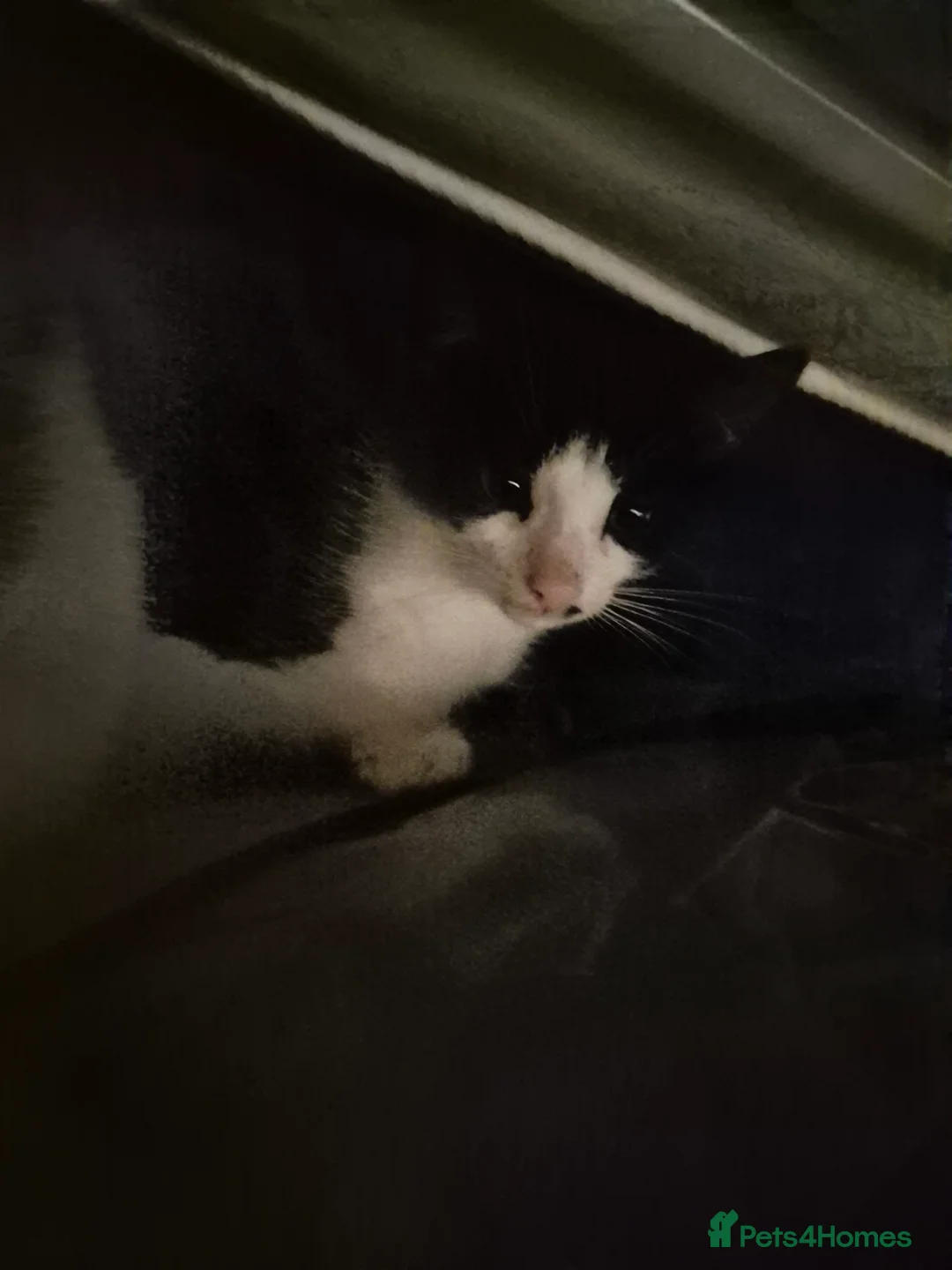 Mixed Breed cats for sale: 6 kittens  - Advert 7