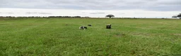 Cocker Spaniel dogs for sale: Mixed colour litter of working cockers  - Advert 6