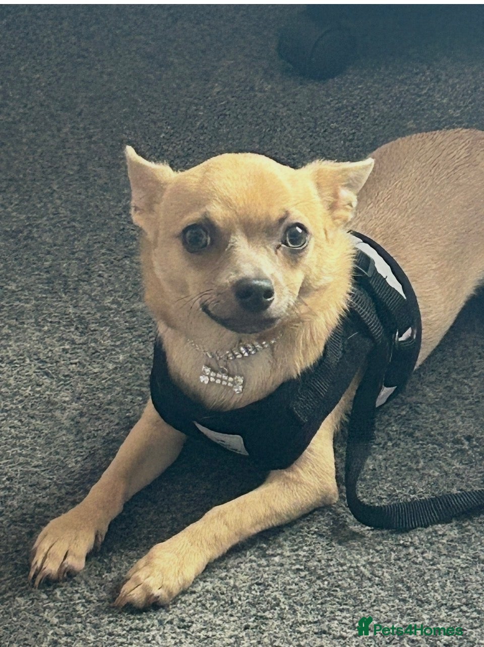 Chihuahua dogs 🐾 LOVING FOREVER HOME WANTED FOR SOBY 🐾 - Advert 2