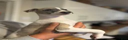 Whippet dogs for sale: KC registered Whippets health tested parents - Advert 18