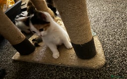 Mixed Breed cats for sale: 4 beautiful mixed breed kittens, ready to leave. - Image 11