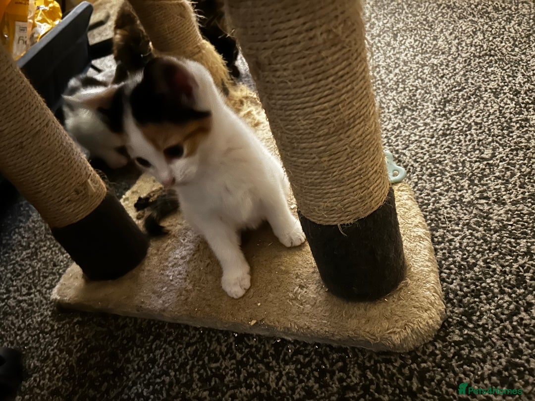 Mixed Breed cats for sale: 4 beautiful mixed breed kittens, ready to leave. - Image 11