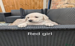 Mixed Breed dogs for sale: Golden Shepherd Puppies  - Image 20