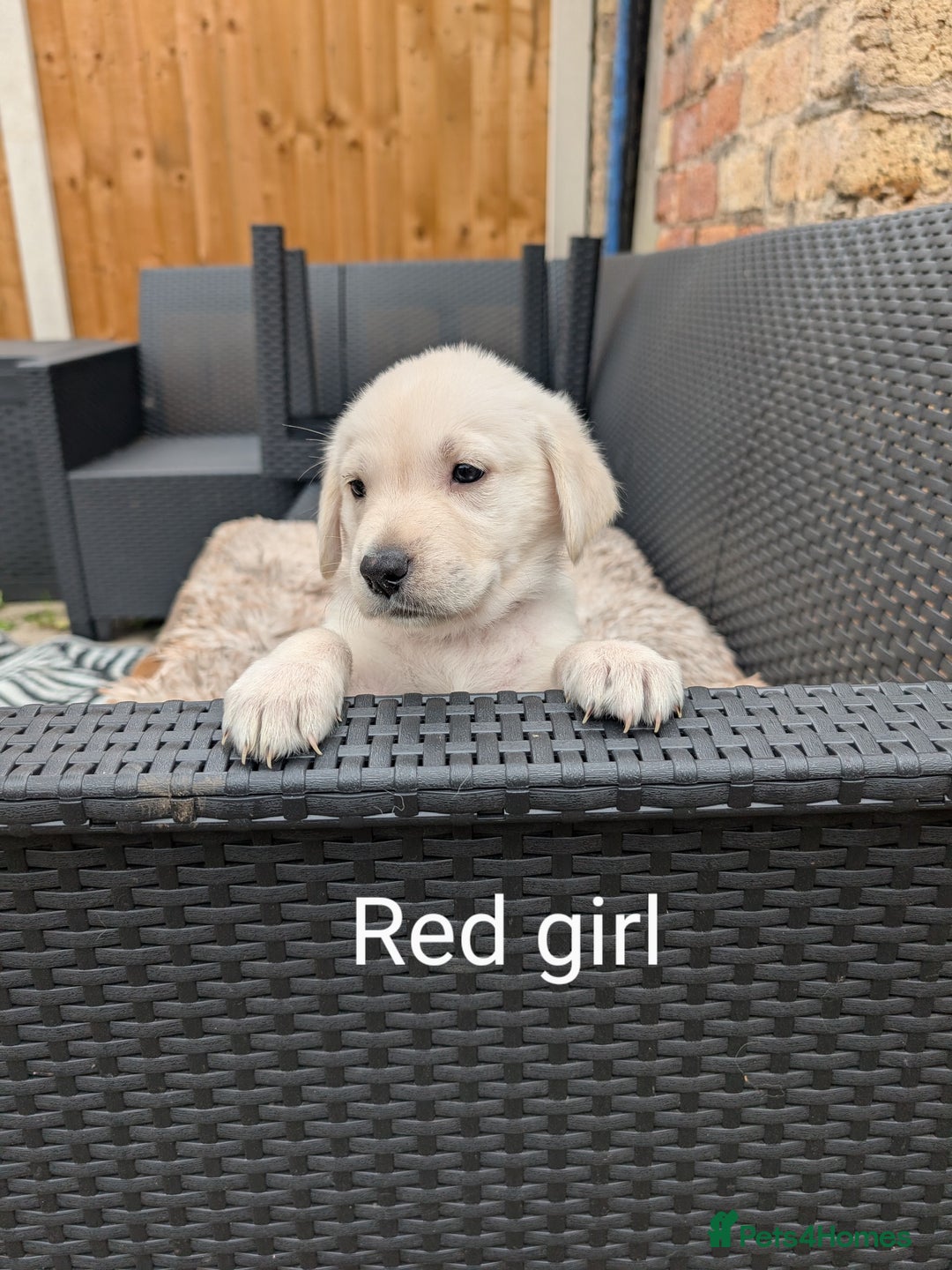 Mixed Breed dogs for sale: Golden Shepherd Puppies  - Image 20