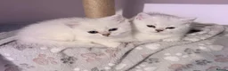 British Shorthair cats for sale: 1 Girl Left - British Shorthair Silver Kittens - Advert 1