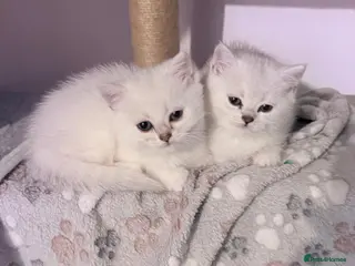 British Shorthair cats 1 Girl Left - British Shorthair Silver Kittens - Advert 10