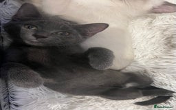 Ragdoll cats for sale: Adorable kittens ( Ragdoll cross) - Image 17