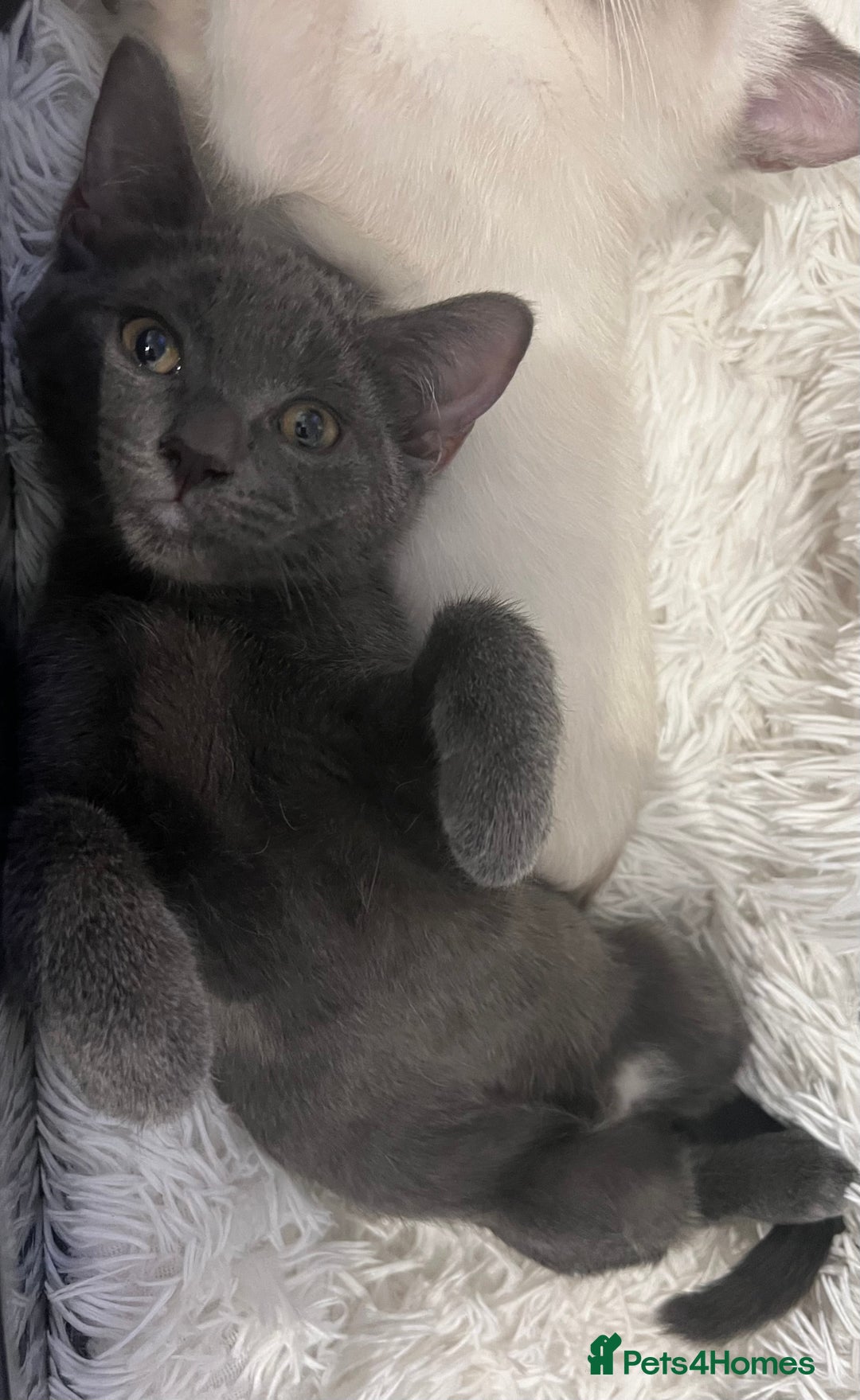 Ragdoll cats for sale: Adorable kittens ( Ragdoll cross) - Image 17