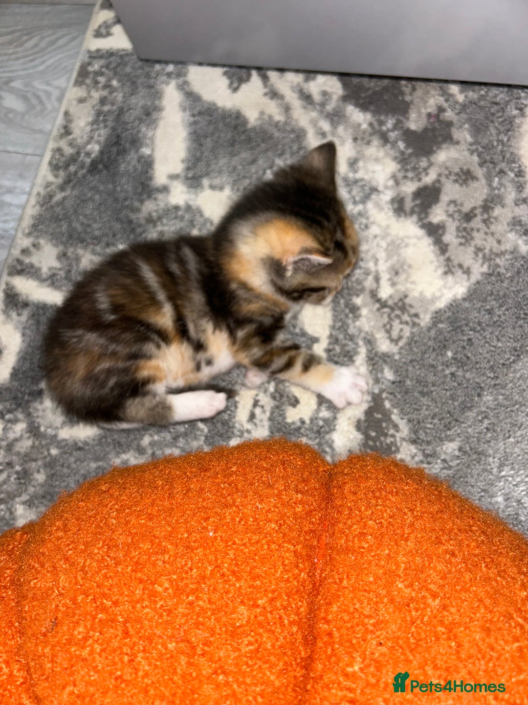 Sokoke cats for sale: Sokoke X tabby  - Image 3