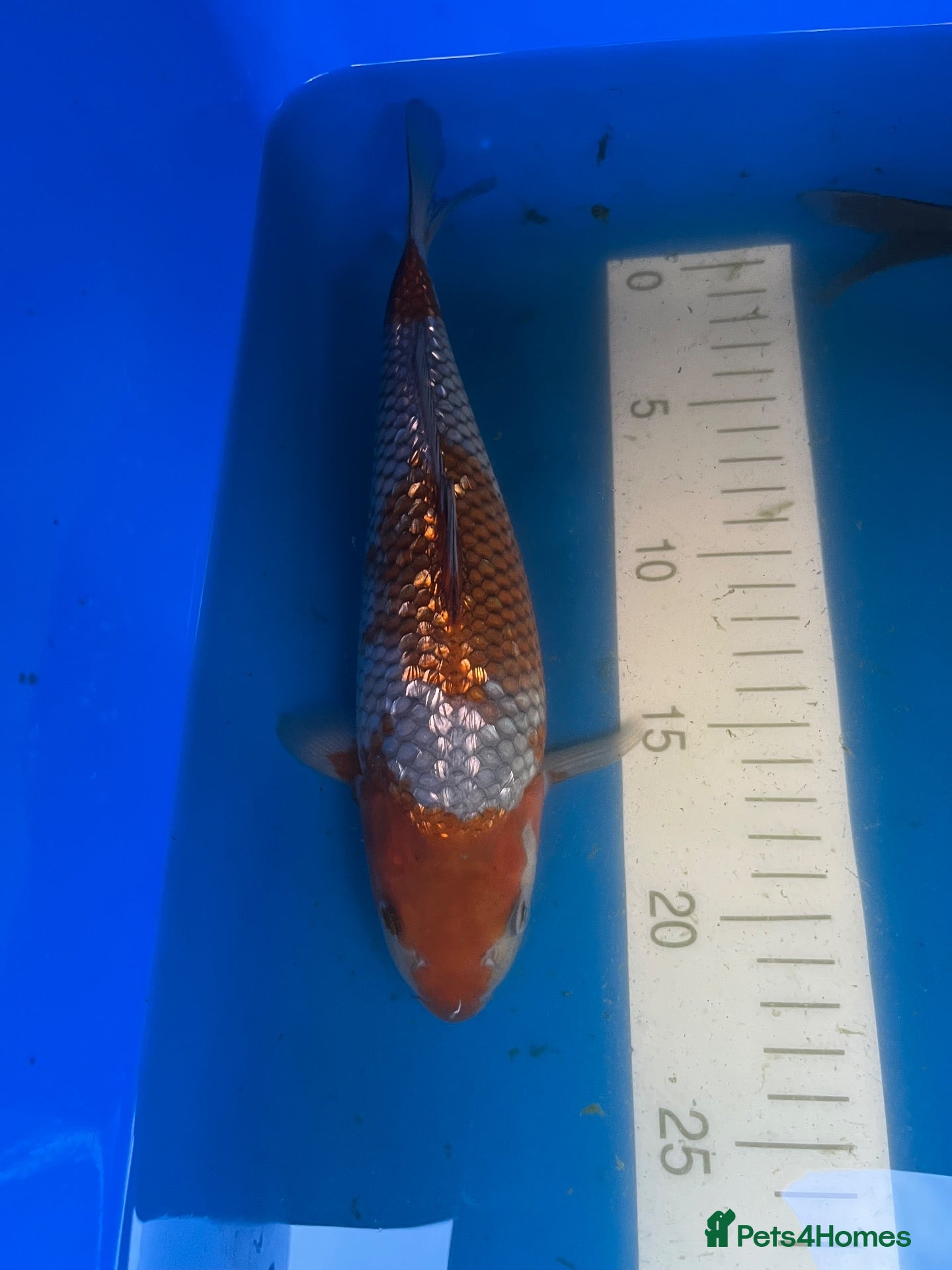 Koi Carp fish High quality Japanese koi for sale  - Advert 1