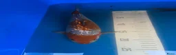 Koi Carp fish for sale: High quality Japanese koi for sale  - Advert 1
