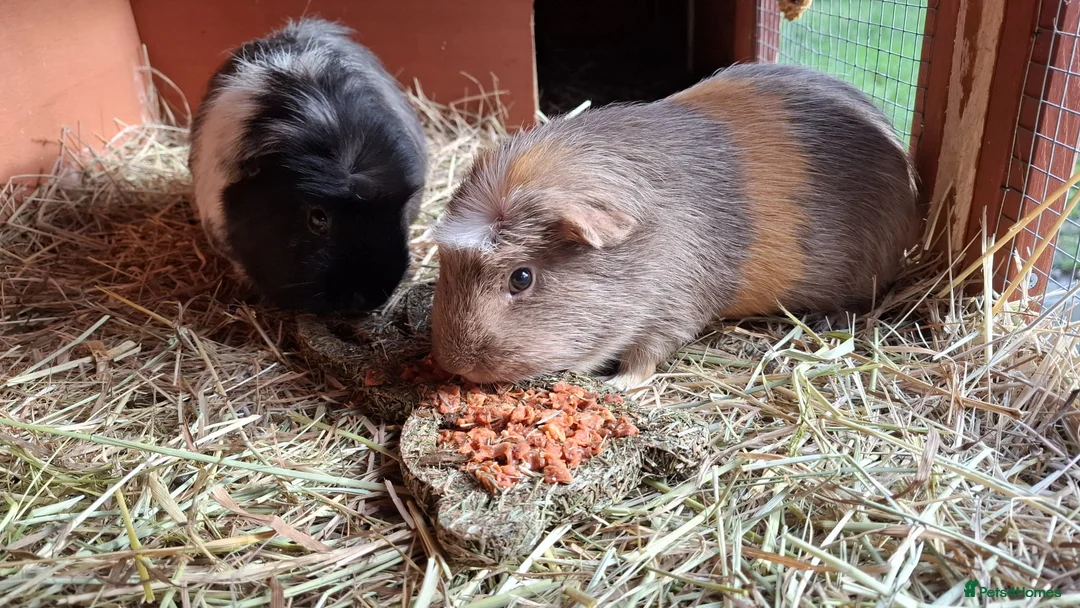 Guinea Pig rodents for sale: Retirement Home Albert & George - Advert 3