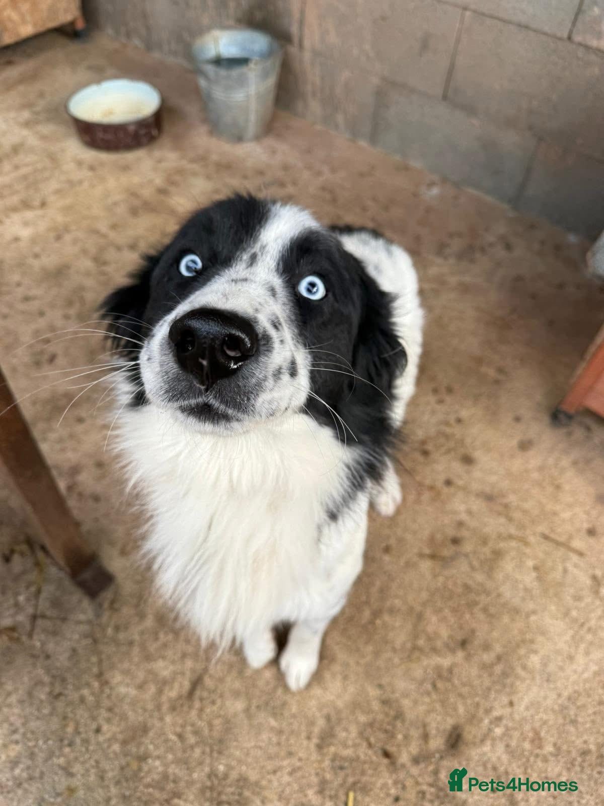 Mixed Breed dogs Azur is looking for a family! - Advert 22