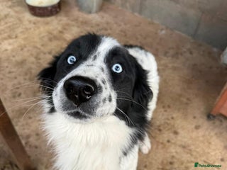 Mixed Breed dogs Azur is looking for a family! - Advert 4