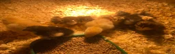 Mixed Breed poultry for sale: Day old ducklings and other poultry available - Advert 10