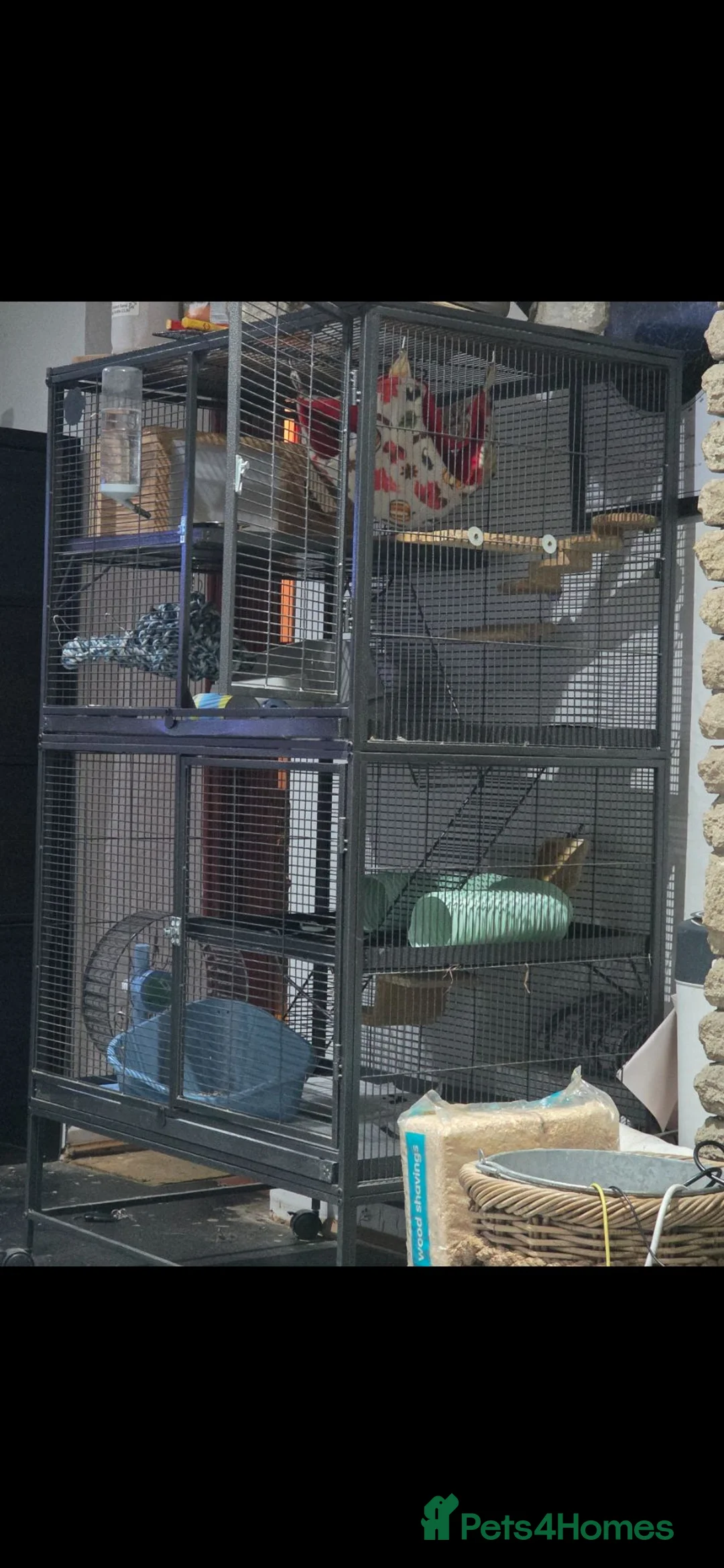 Rat rodents for sale: 4 bonded male rats - Advert 2