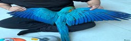 Macaws birds for sale: Hand reared tame Baby blue and gold macaw - Advert 6