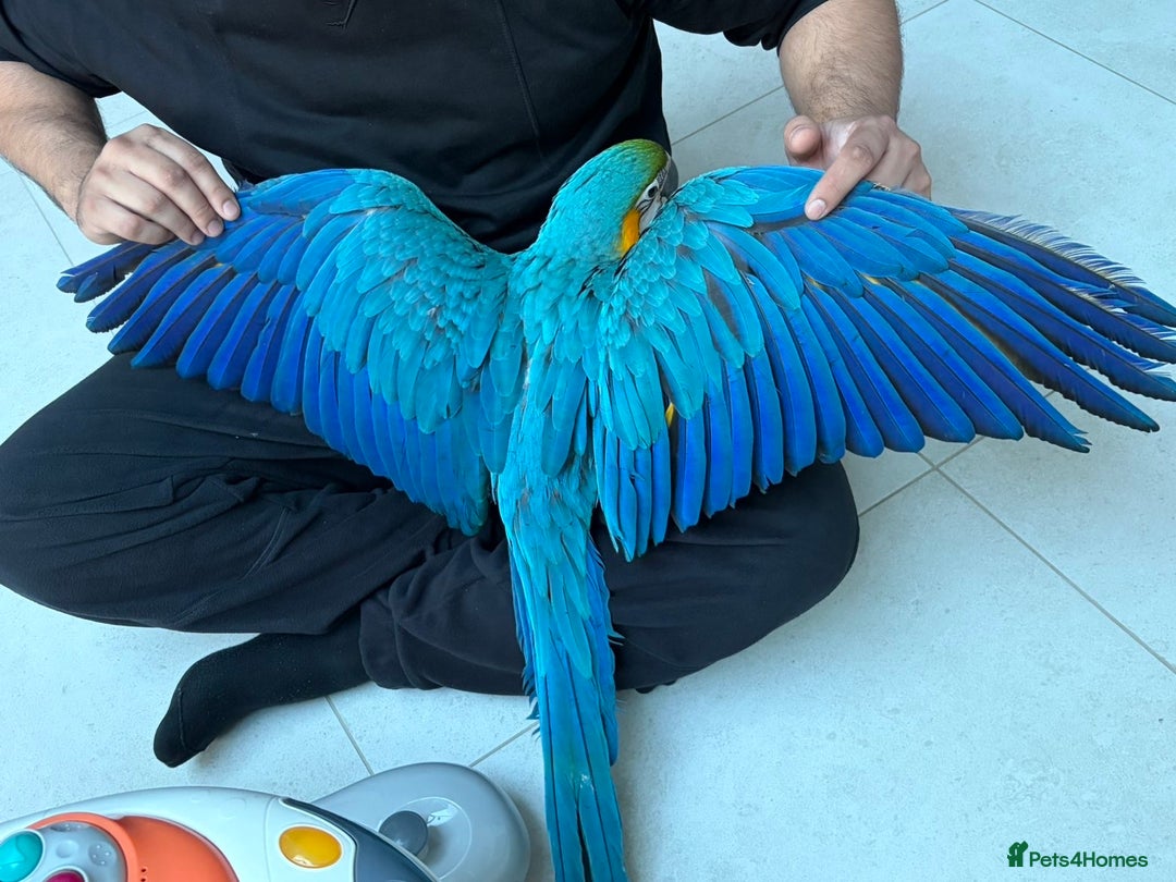 Macaws birds for sale: Hand reared tame Baby blue and gold macaw - Advert 6