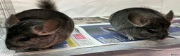 Chinchilla rodents for sale: Millie & Maisy, super tame standard sisters - Advert 8