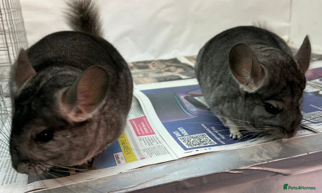 Chinchilla rodents for sale: Millie & Maisy, super tame standard sisters - Advert 8