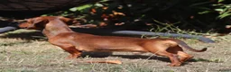 Miniature Dachshund dogs for stud: Red Miniature Dachshund Stud - Advert 4