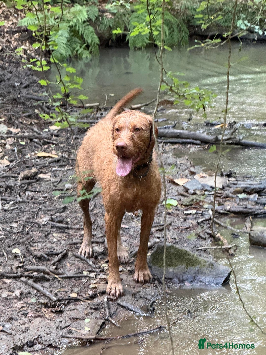 Hungarian Vizsla dogs for sale: Gorgeous 15 month wirehaired vizla  - Image 2