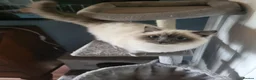 Ragdoll cats for sale: Beautiful 5-Month-Old Female Kitten – Ragdoll - Advert 1