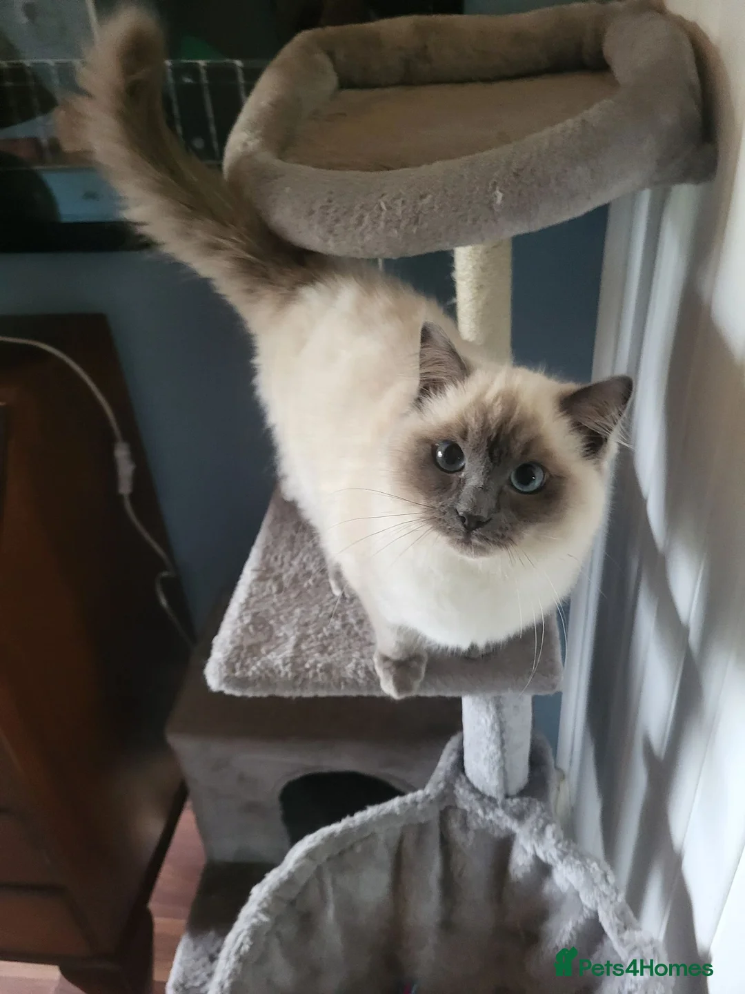 Ragdoll cats for sale: Beautiful 5-Month-Old Female Kitten – Ragdoll - Advert 1