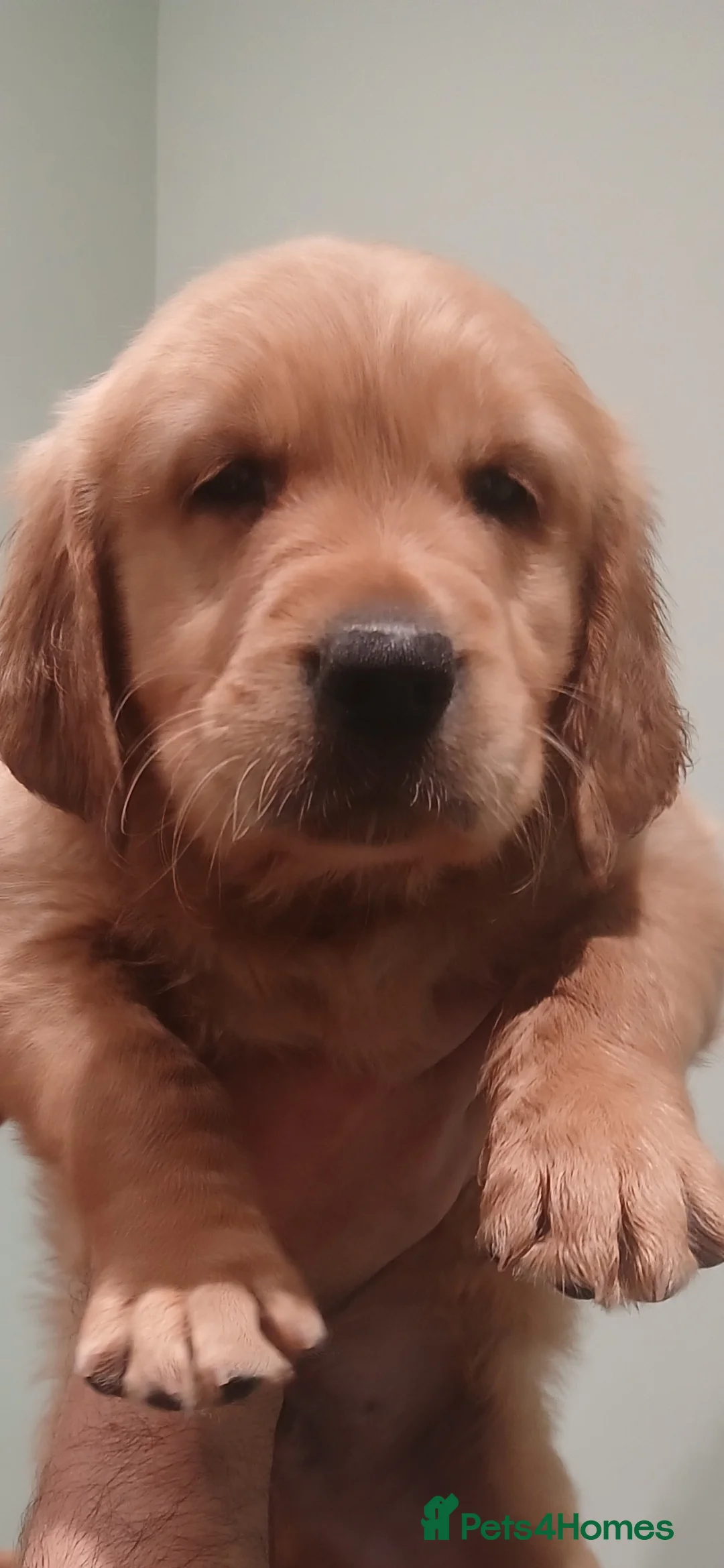 Golden Retriever dogs for sale: Chunky KC registered golden retrievers  - Advert 34