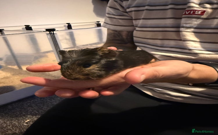 Guinea Pig rodents for sale - Advert 1