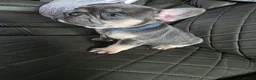 French Bulldog dogs for sale: French bulldogs  in Ellesmere Port - Advert 8