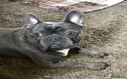 French Bulldog dogs for sale: French Bulldog  - Image 2
