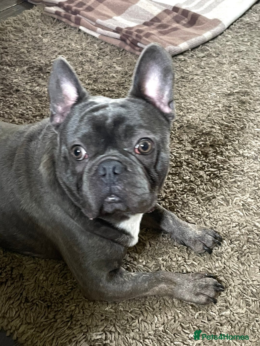 French Bulldog dogs for sale: French Bulldog  - Image 2
