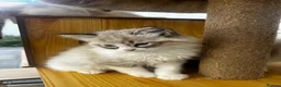 Ragdoll cats for sale: Pedigree Ragdoll Kittens GCCF  - Advert 5