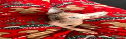 Sphynx cats for sale: 2 x sphynx female kittens  - Advert 10