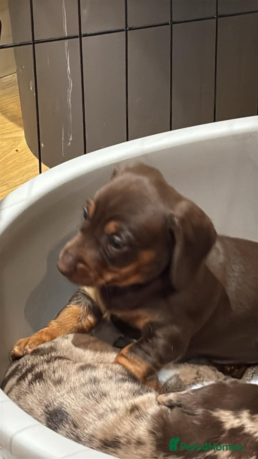 Miniature Dachshund dogs Beautiful Miniature Dachshunds - Advert 18