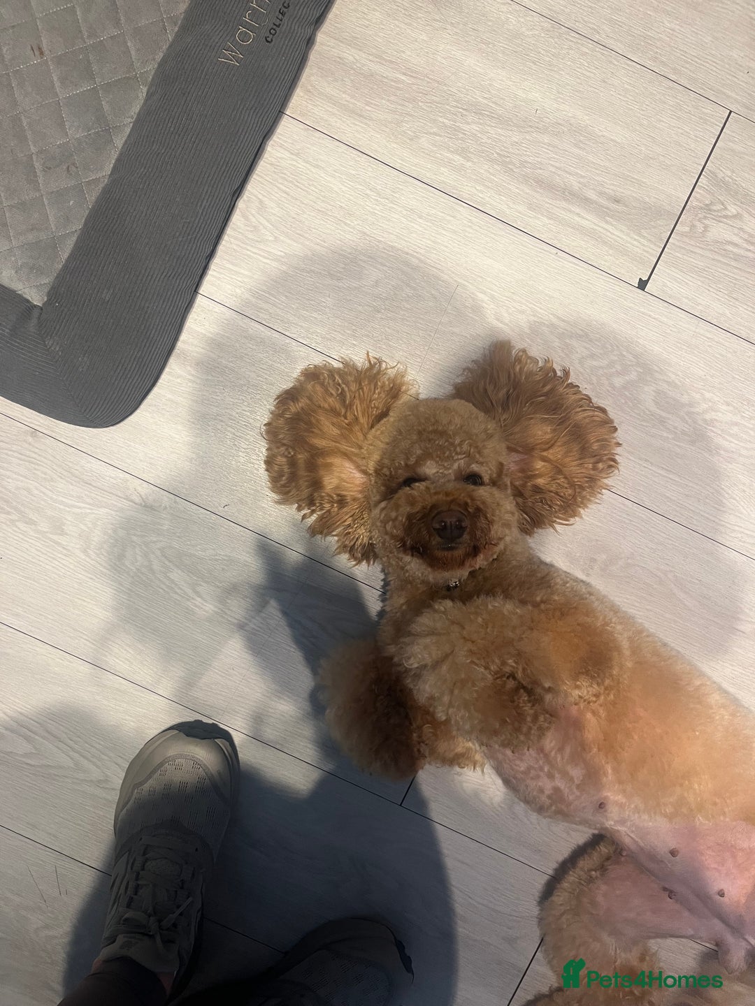 Cavapoo dogs for sale: F1b Cavapoo  - Image 14
