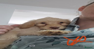 Cockapoo dogs - Advert 9