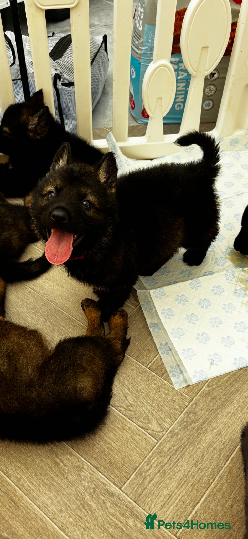 German Shepherd dogs KC Czech working line German shepherd puppies  - Advert 2
