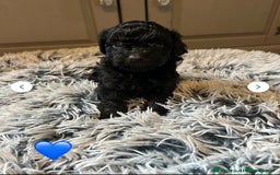 Cavapoo dogs for sale: 1 girl left 💕 f1b cavapoos ready now 🏡 - Image 32
