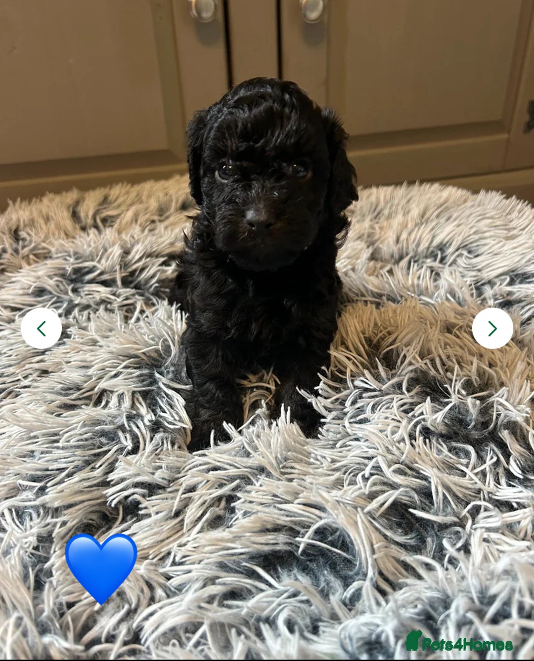 Cavapoo dogs for sale: 1 girl left 💕 f1b cavapoos ready now 🏡 - Image 32