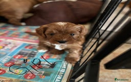Cavapoo dogs for sale: Cavapoo Pups  - Image 2