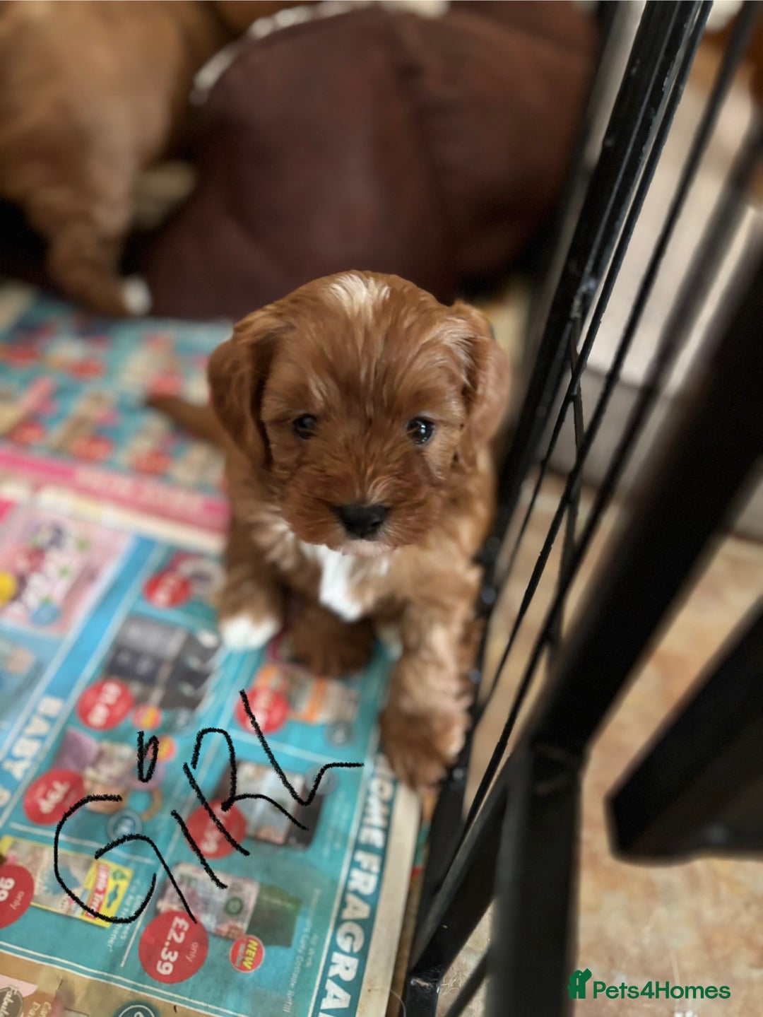 Cavapoo dogs for sale: Cavapoo Pups  - Image 2